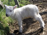 Lamb