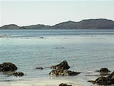 Otters At Kilninnian, Isle of Mull