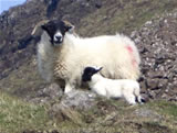 Sheep on Mull
