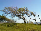 Windswept Trees on Mull