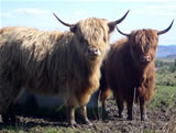 Highland Cattle